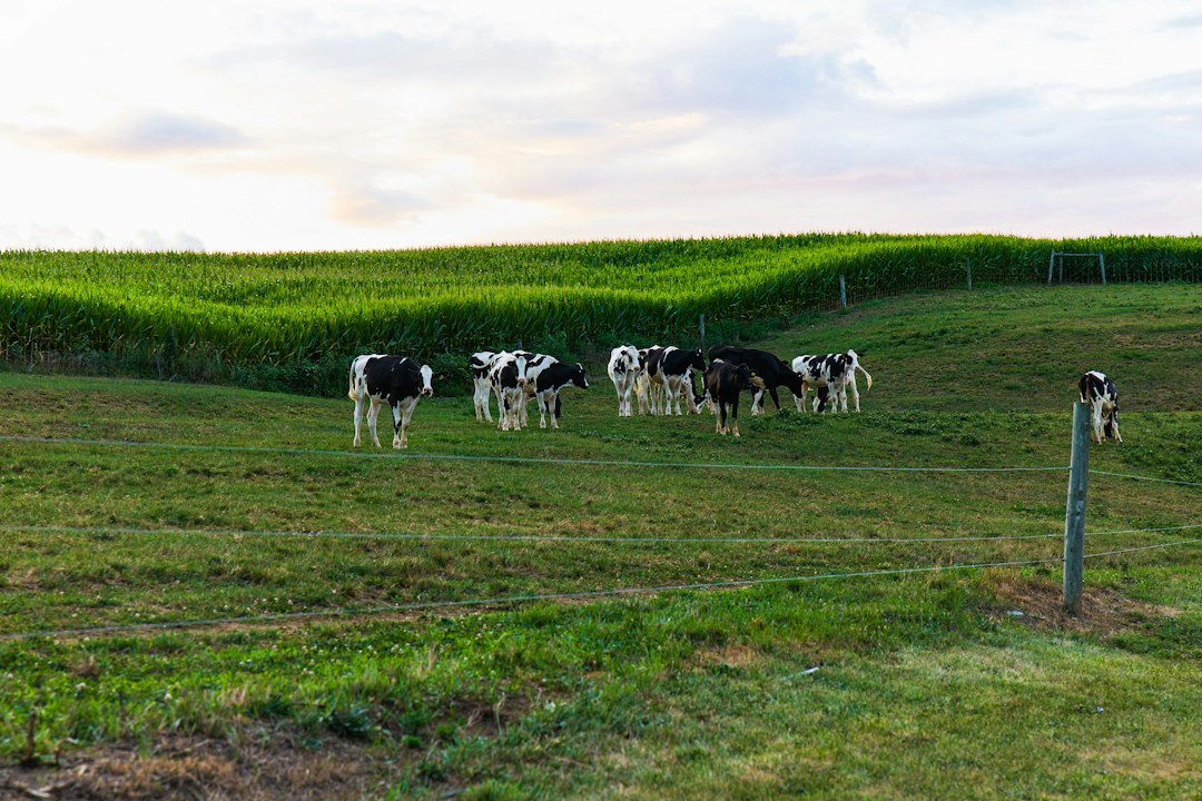 Dairy Cattle