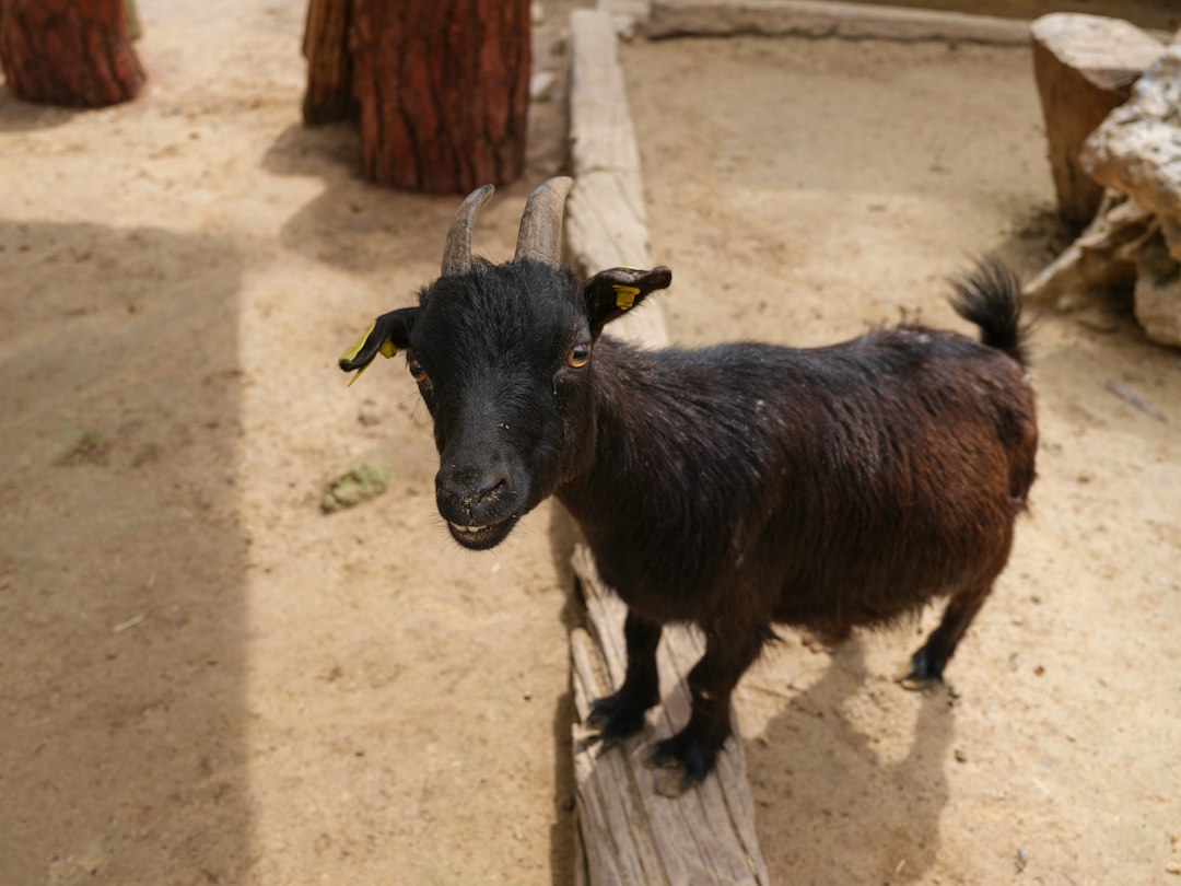 Farm Dairy Goat