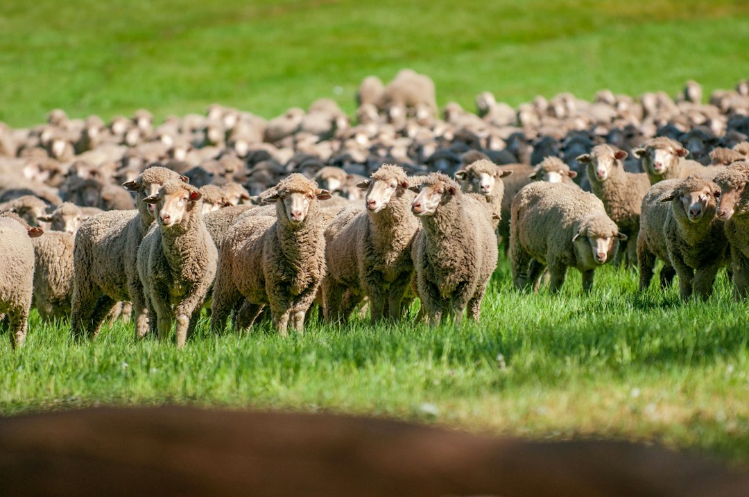 Pasture Grazing Sheep
