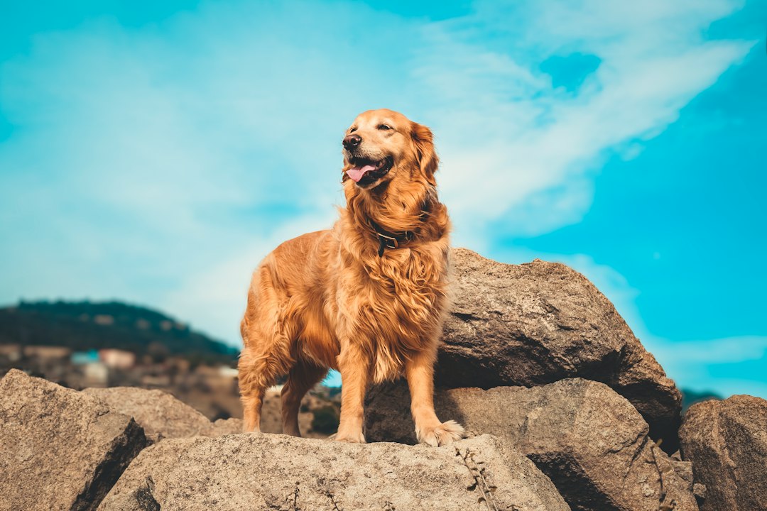 Golden Retriever Dog