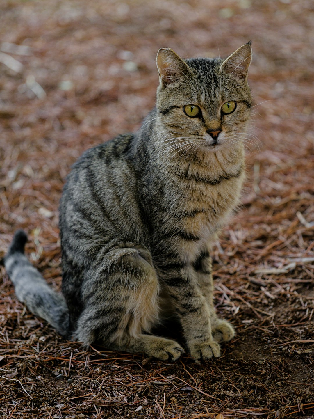 Domestic Tabby Cat