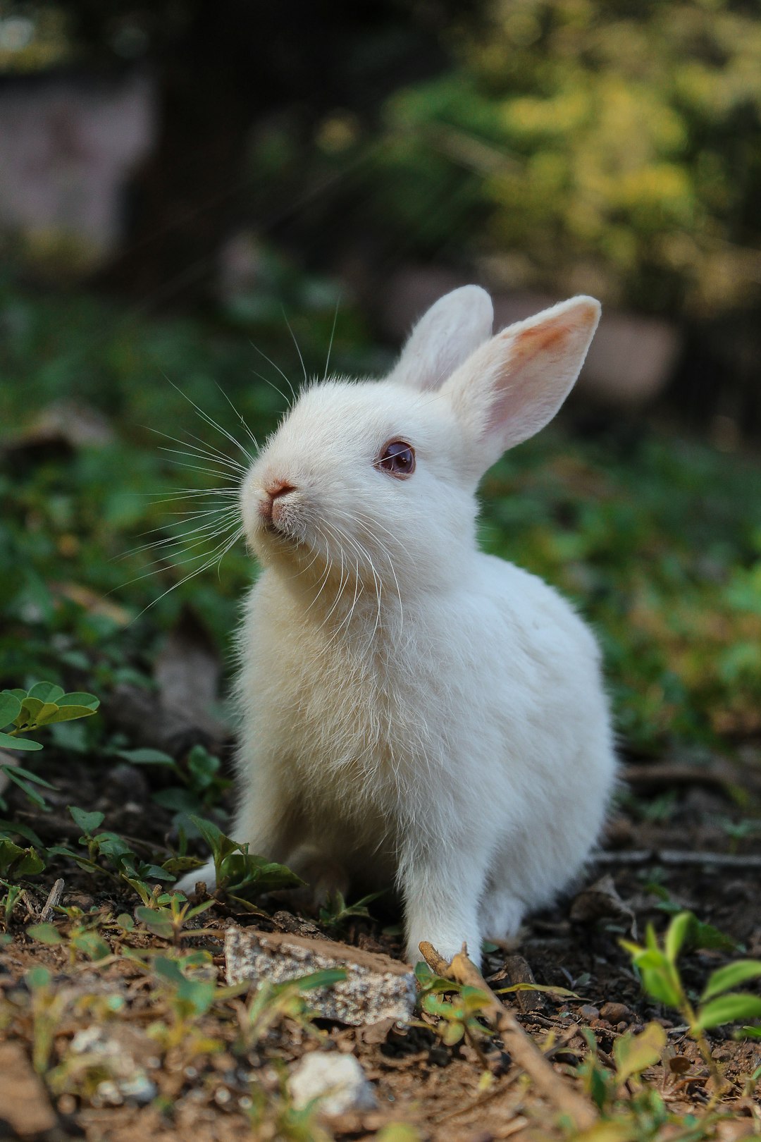 Mini Lop Rabbit